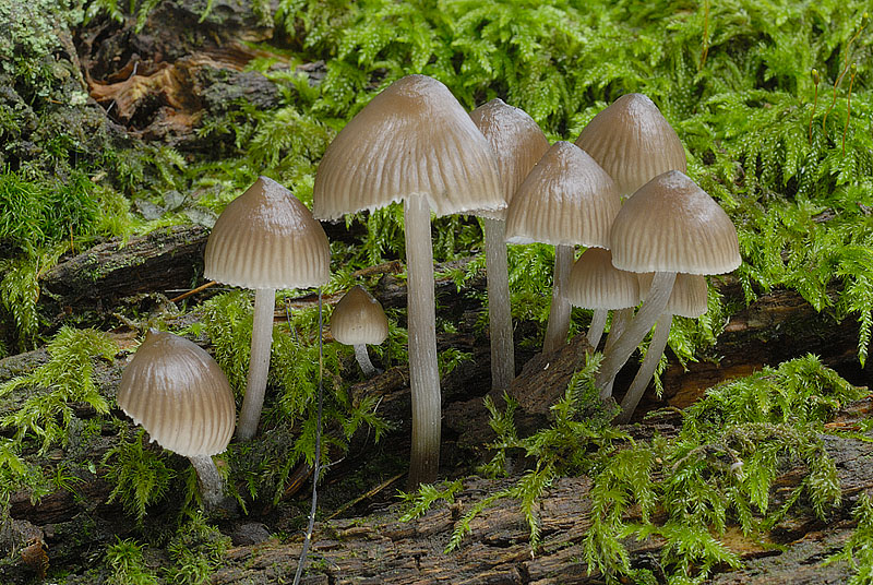 Mycena inclinata